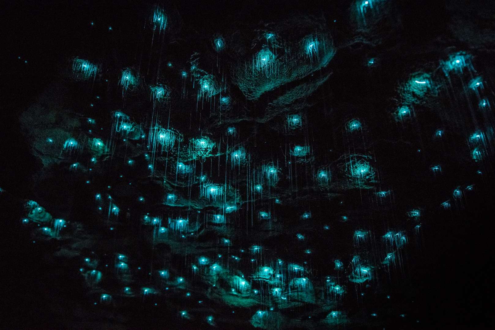 Glow worms at the Waitomo Glowworm Caves